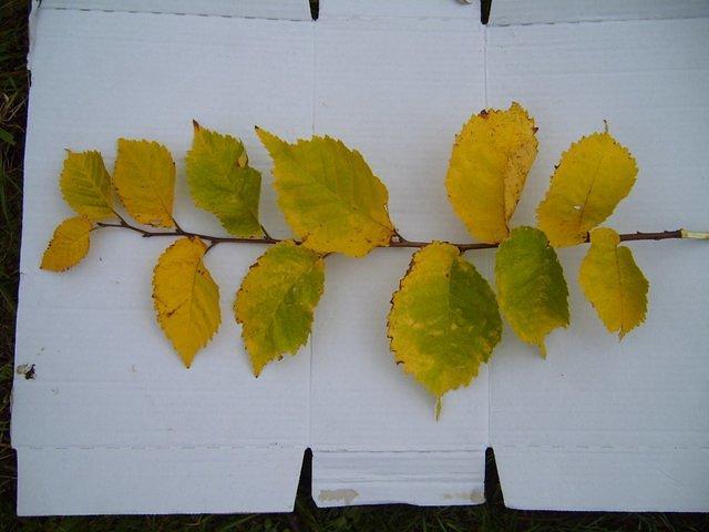 TT7040088.JPG