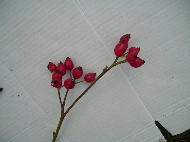 TT7040094.JPG