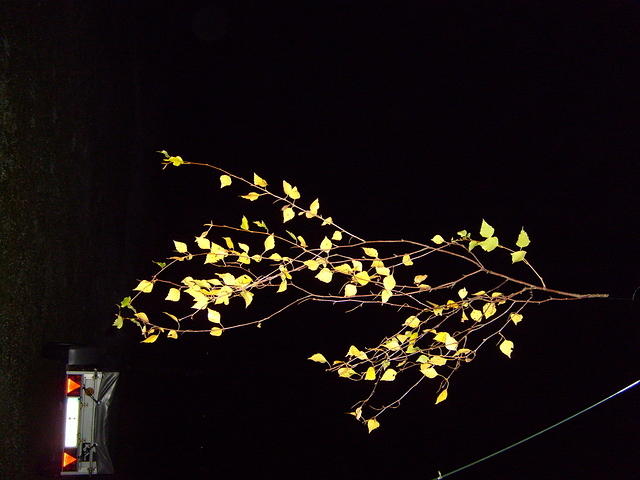 TT7040437.JPG