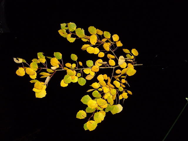 TT7040482.JPG
