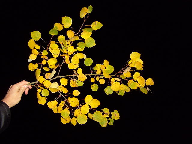 TT7040484.JPG
