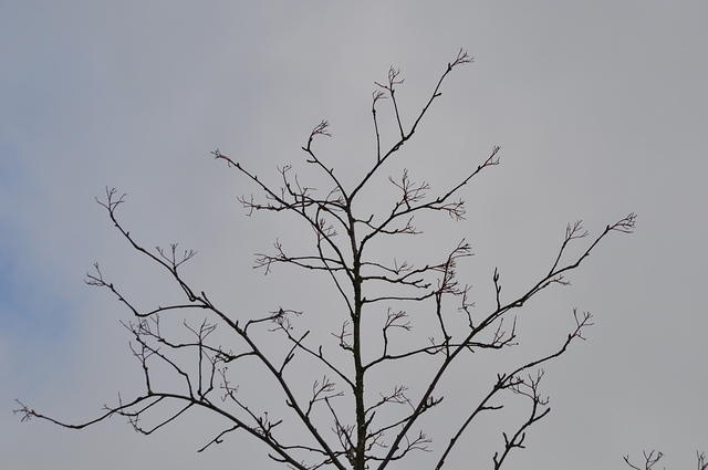 DSC_0131.JPG