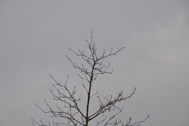 DSC_0144.JPG