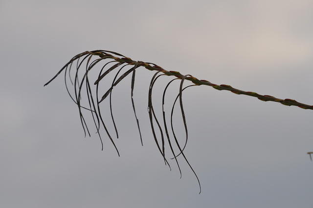 DSC_0152.JPG
