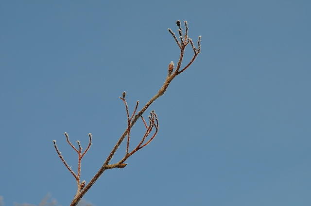 DSC_0169.JPG