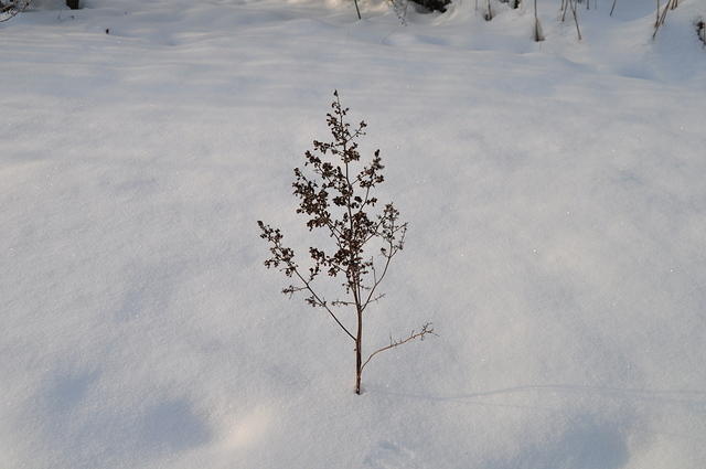 DSC_0182.JPG
