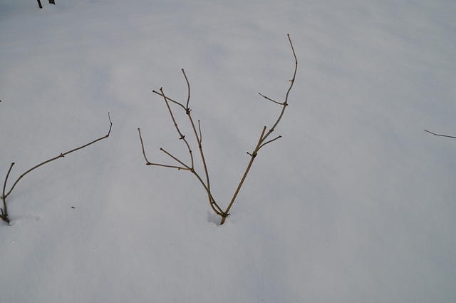 DSC_0201.JPG
