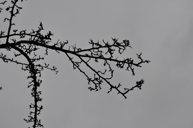 DSC_2024.JPG