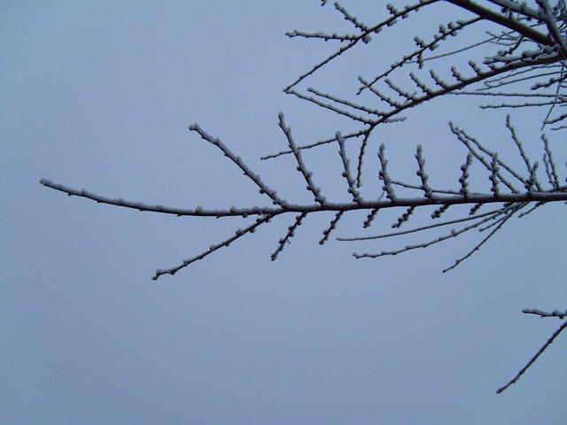 TTsnow097.JPG