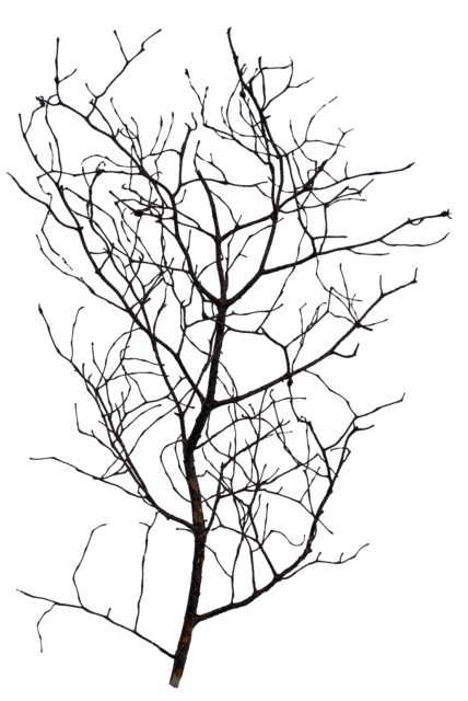 bush_branch