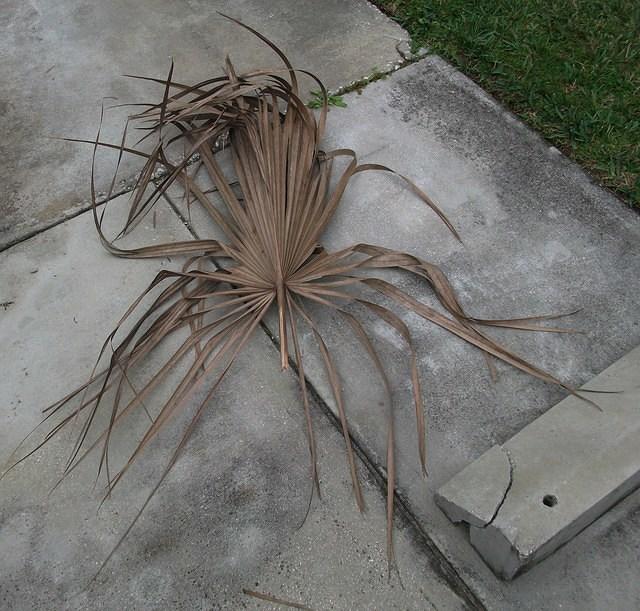 dead_palm_leaf_10.jpg