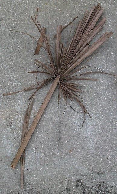 dead_palm_leaf_5.jpg