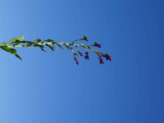 DSC06470