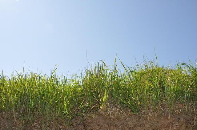 TT1_0142.JPG