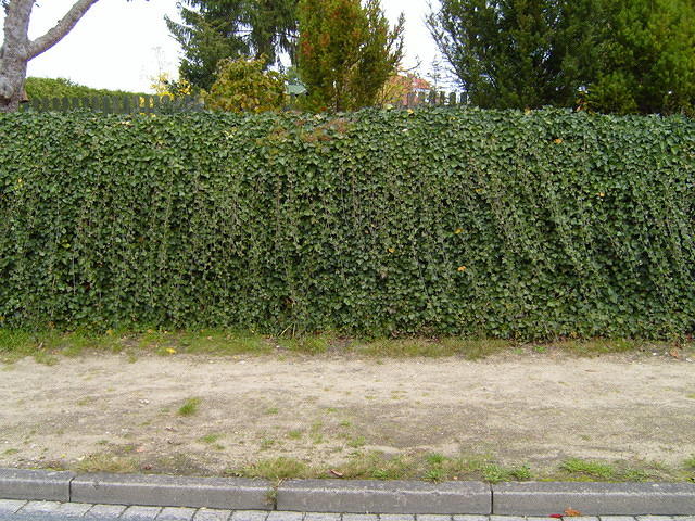 TT7040147.JPG