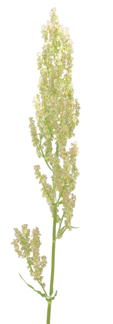 TT grass alpha