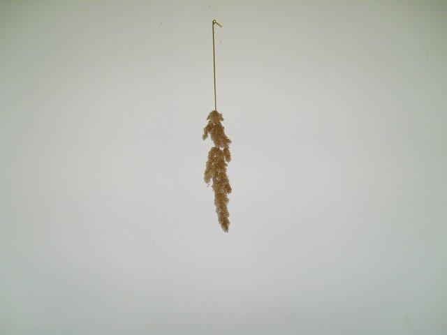 Wheat Grass on white background