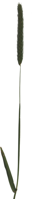 common_weed
