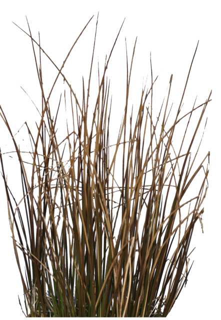 grass
