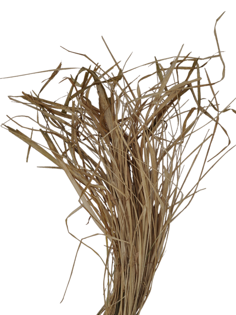 grass2