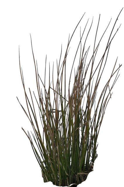 grass3