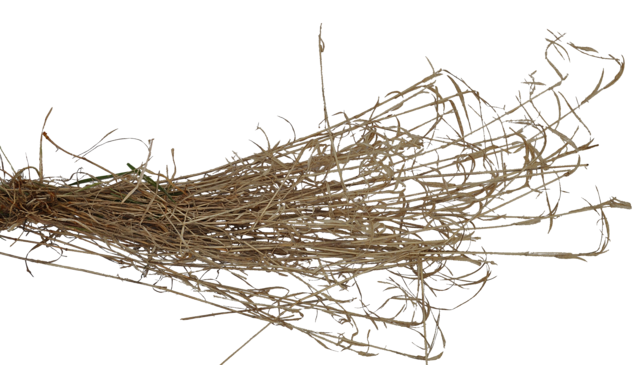 grass5