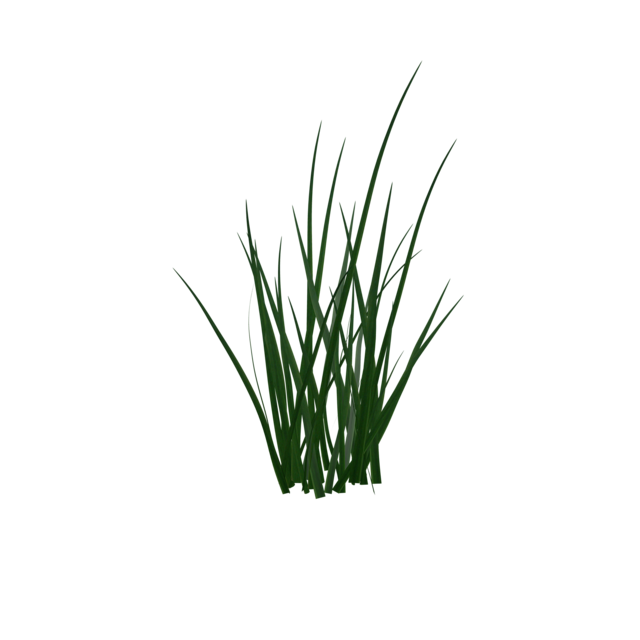 grass