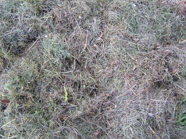 old_cutted_grass_TT7010117.JPG