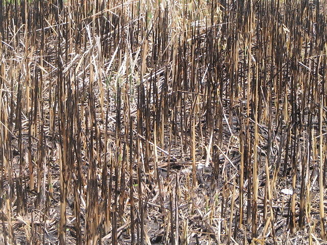 reeds_burned_001