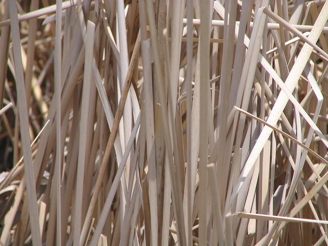 reeds_close_001