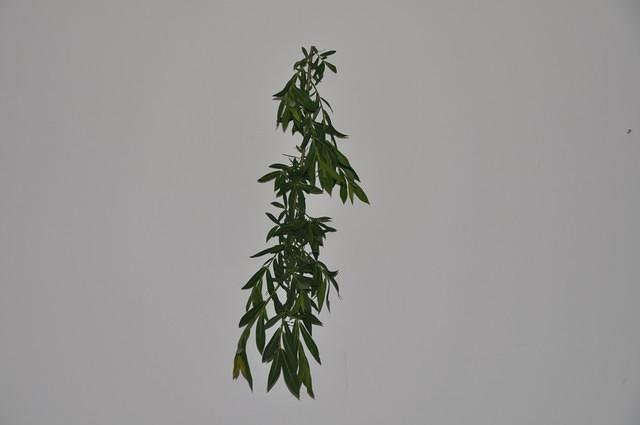 TT1_0498.JPG