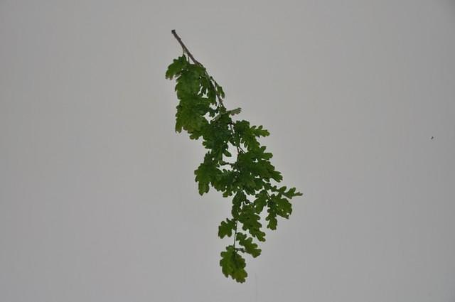 TT1_0506.JPG