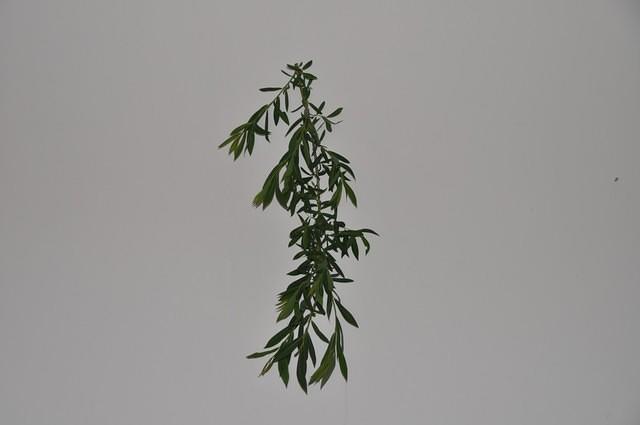TT1_0517.JPG