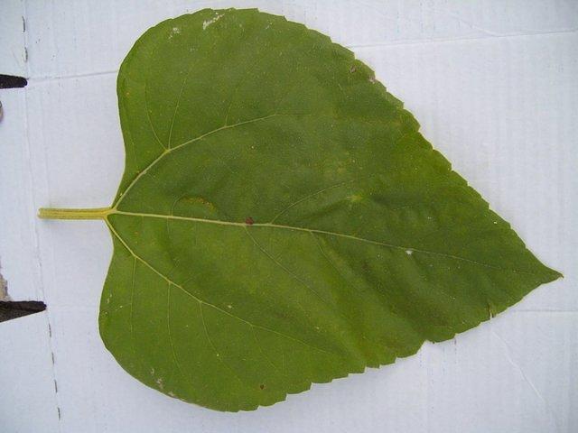 TT7040195.JPG