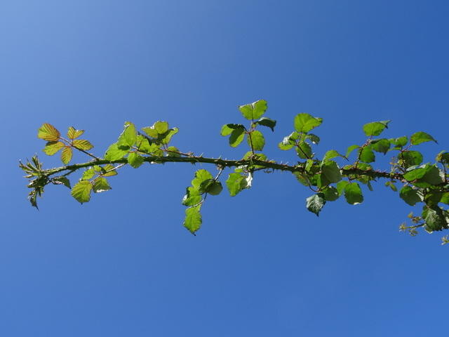 TT 00680