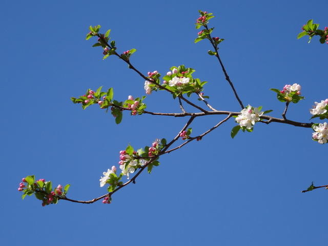 TT DSC02540