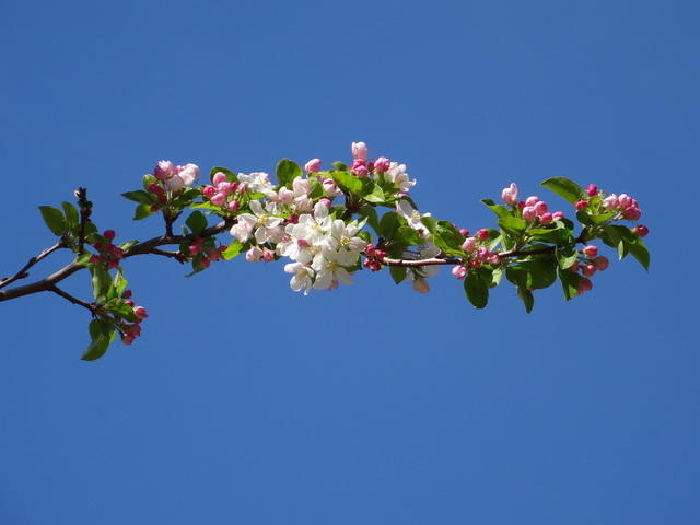 TT DSC02543