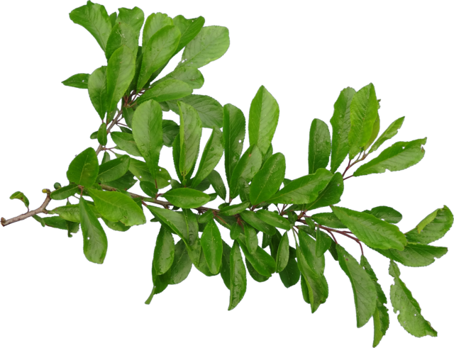 TT hiresbranch2