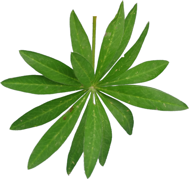TT lupine leaf