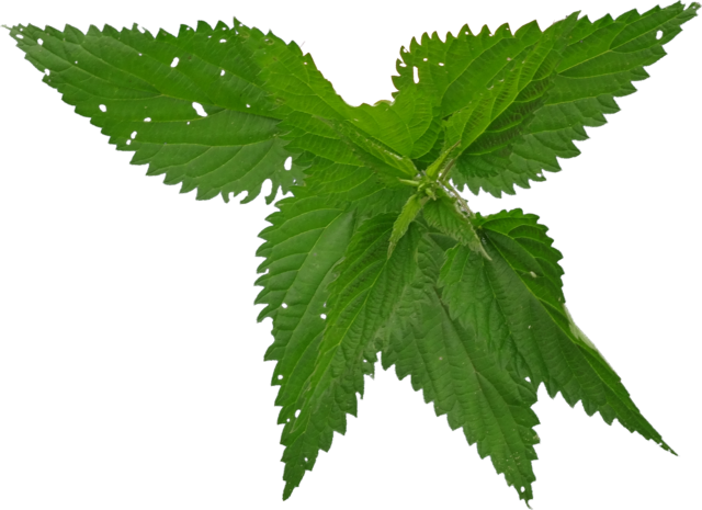 TT nettle
