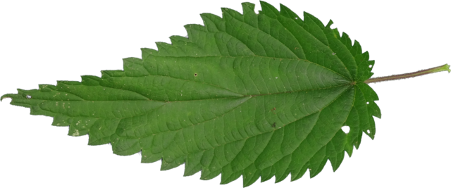 TT nettle leaf alpha