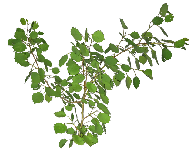 TT poplar