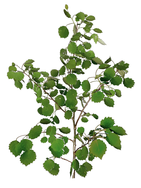 TT poplar2