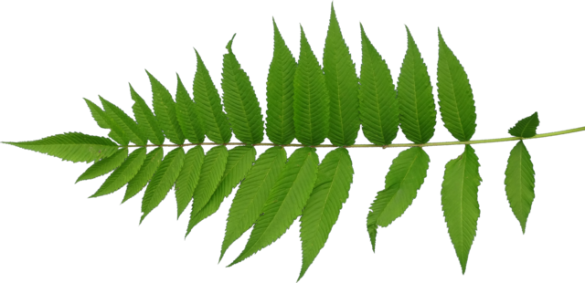 TT segmented leaf1 alpha