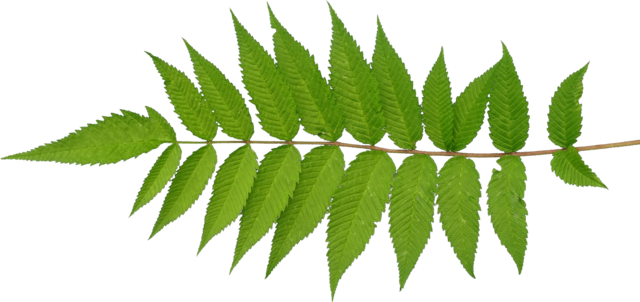 TT segmented leaf2 alpha
