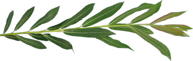 TT willow2