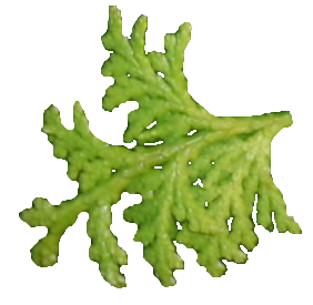 bush_leaf