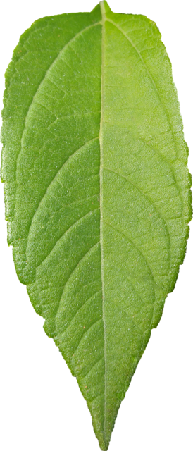 leaf1