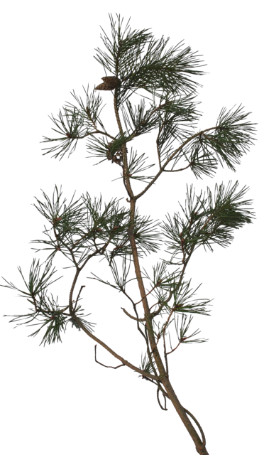 pine_branch