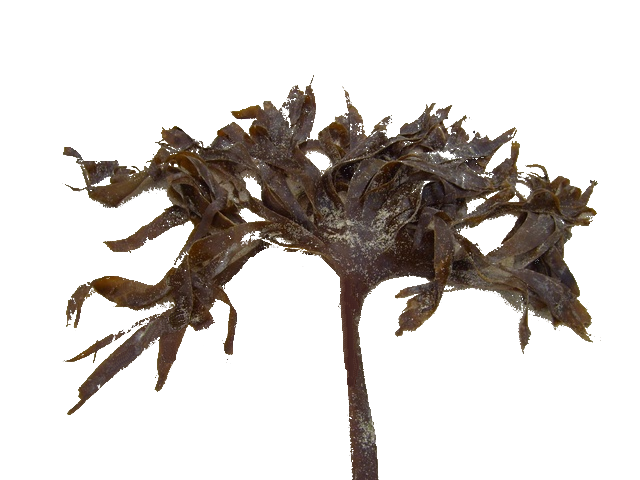 seaweed_alpha